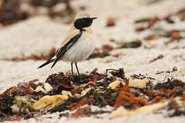 Desert Wheatear