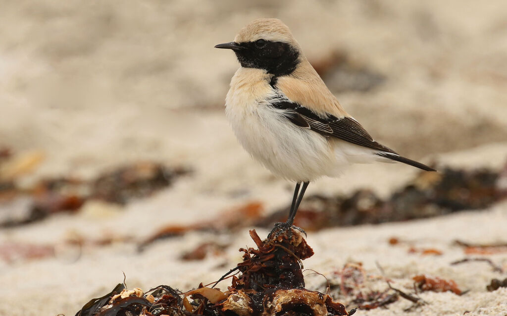 Desert Wheatear male First year, close-up portrait