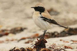 Desert Wheatear