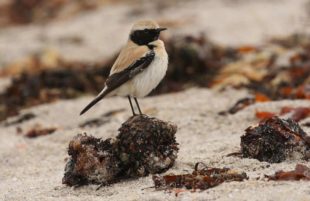 Desert Wheatear male First year, close-up portrait