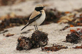 Desert Wheatear