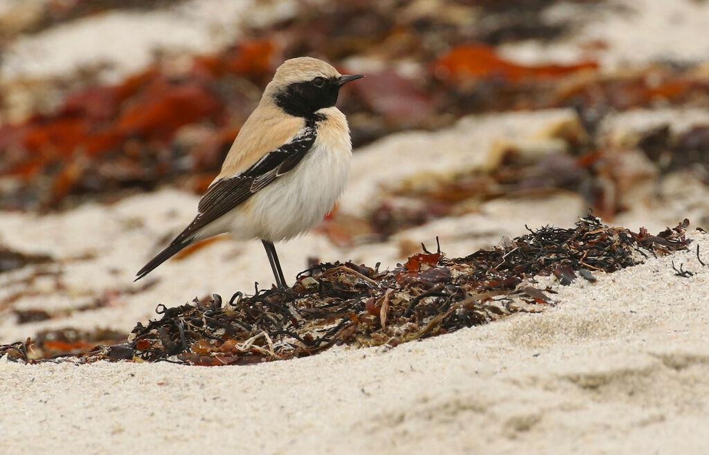 Desert Wheatear male First year, close-up portrait