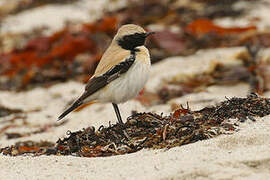 Desert Wheatear