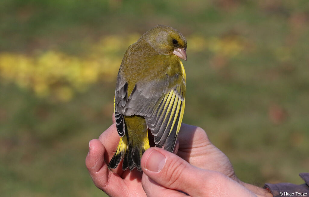 European Greenfinchadult