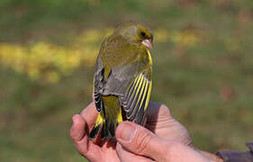 European Greenfinch