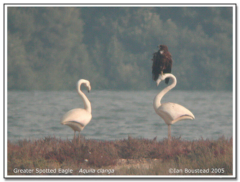 Greater Spotted Eagle