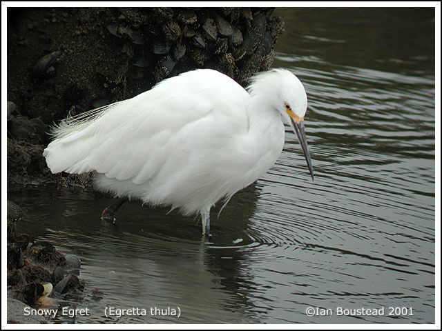 Aigrette neigeuse