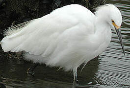 Aigrette neigeuse