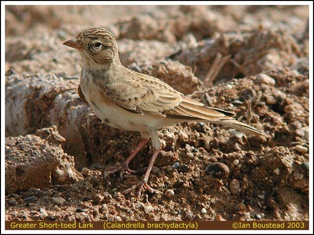 Greater Short-toed Lark