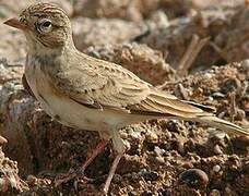 Greater Short-toed Lark