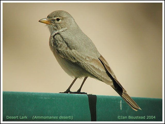 Desert Lark