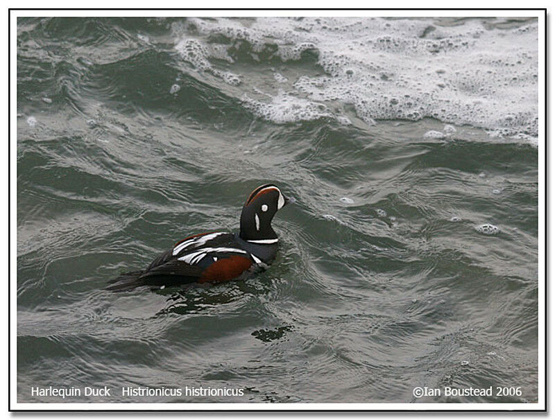 Harlequin Duck male adult breeding