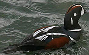 Harlequin Duck