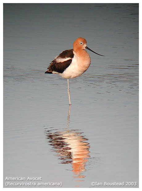 Avocette d'Amérique