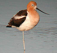 Avocette d'Amérique