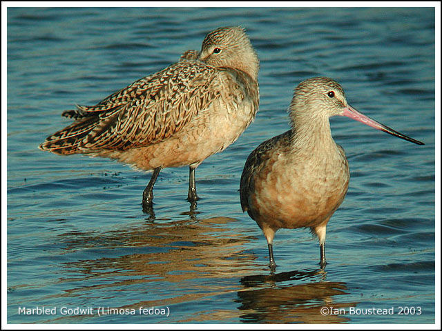 Marbled Godwit