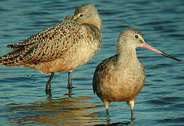 Marbled Godwit