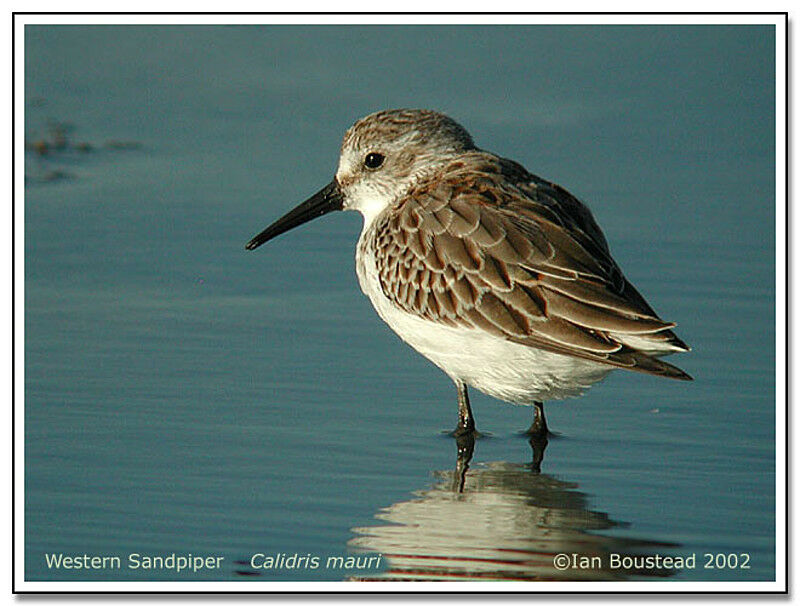 Western Sandpiper