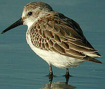 Western Sandpiper