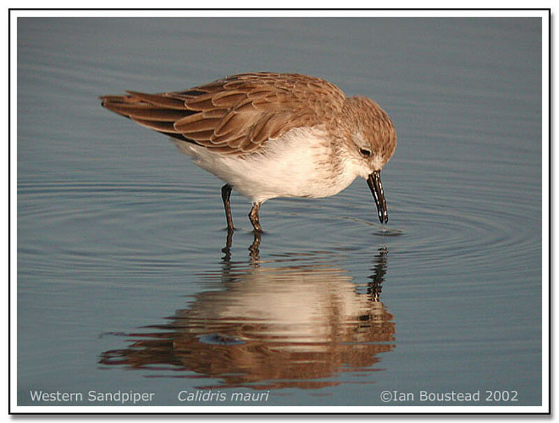 Western Sandpiper