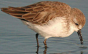 Western Sandpiper