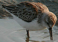 Western Sandpiper