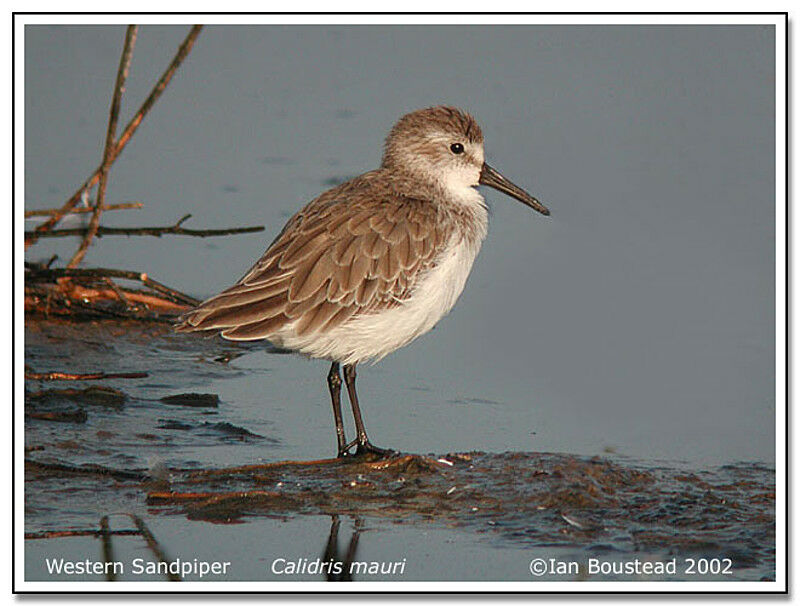 Western Sandpiper