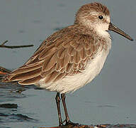 Western Sandpiper