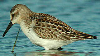 Western Sandpiper