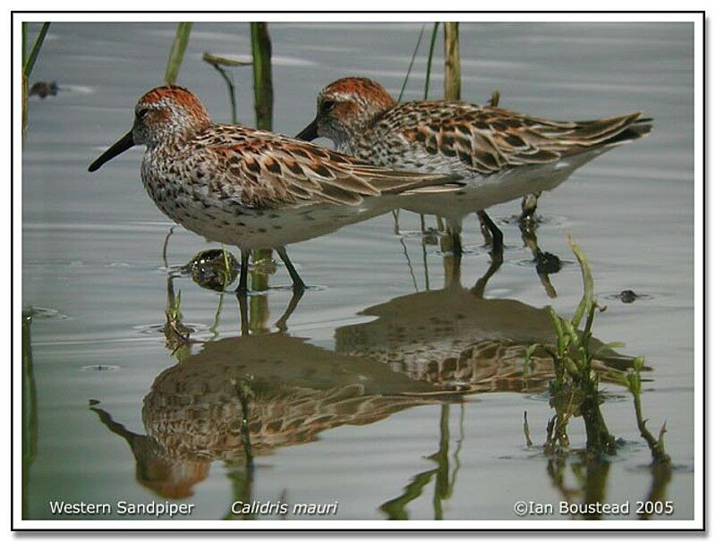 Western Sandpiper