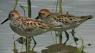 Western Sandpiper