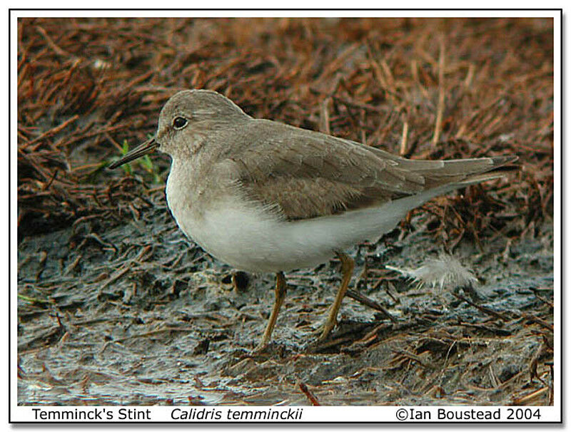 Temminck's Stint