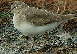 Temminck's Stint