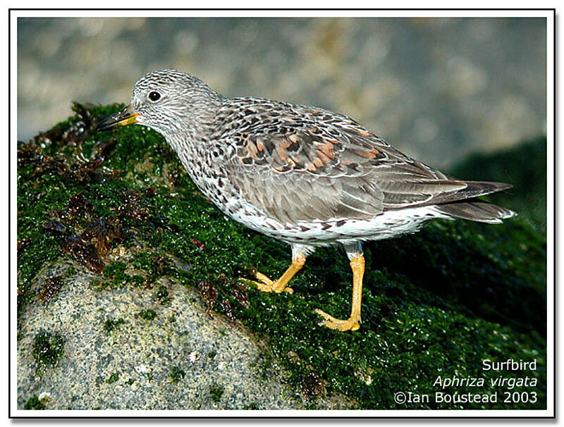 Surfbird