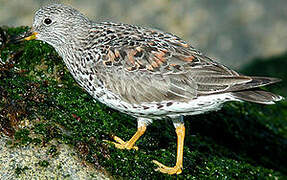 Surfbird