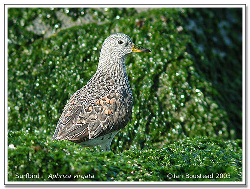 Surfbird