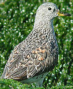 Surfbird