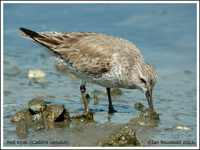 Red Knot