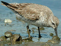 Red Knot