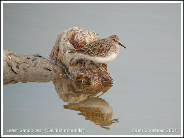 Least Sandpiper