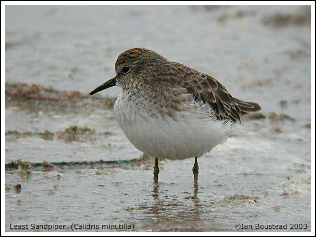 Least Sandpiper