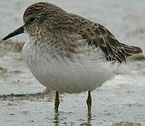 Least Sandpiper