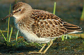 Least Sandpiper