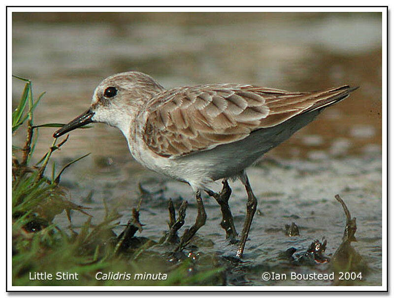 Little Stint