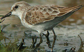 Little Stint