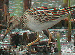 Pectoral Sandpiper