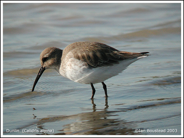 Dunlin