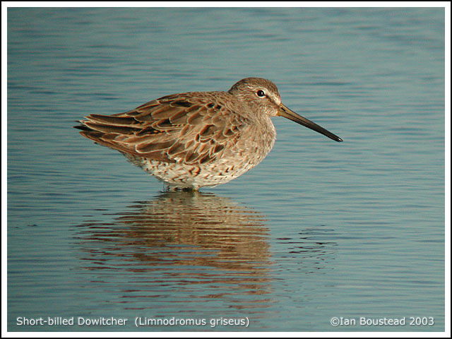 Short-billed Dowitcher