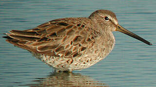 Short-billed Dowitcher