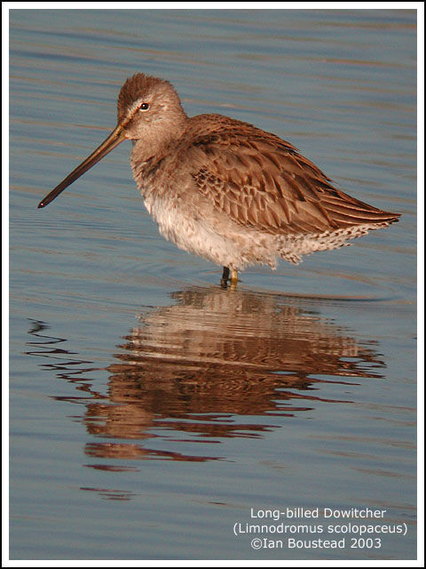 Long-billed Dowitcher